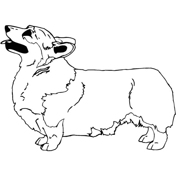 pembroke welsh corgi Thumbnail