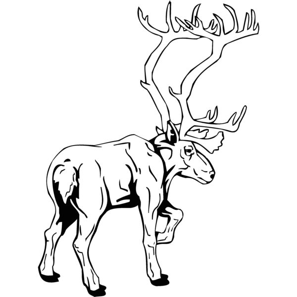 caribou5 Thumbnail
