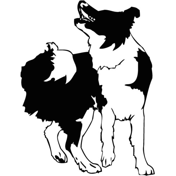 border collie Thumbnail