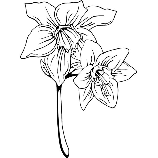 amazon lily Thumbnail