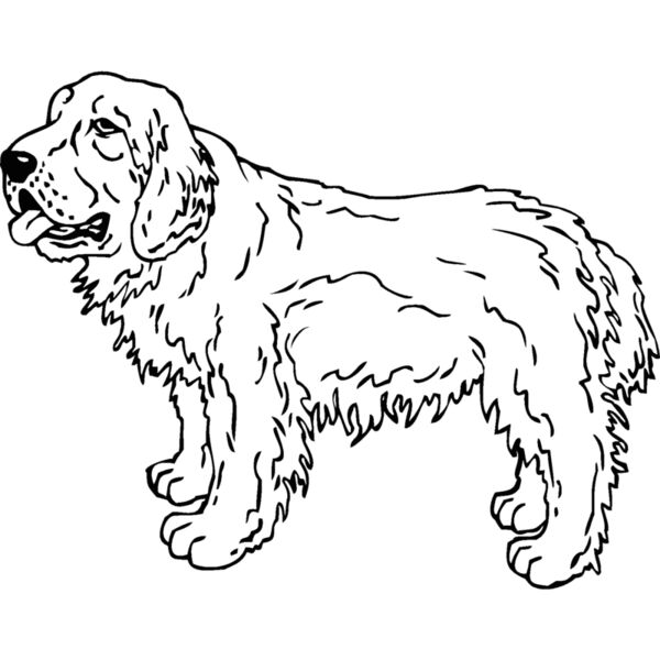clumber spaniel Thumbnail