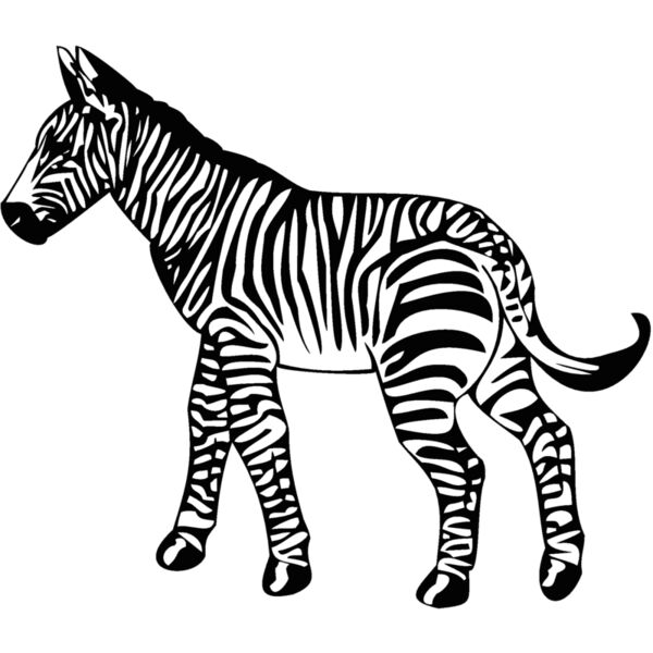 zebra Thumbnail