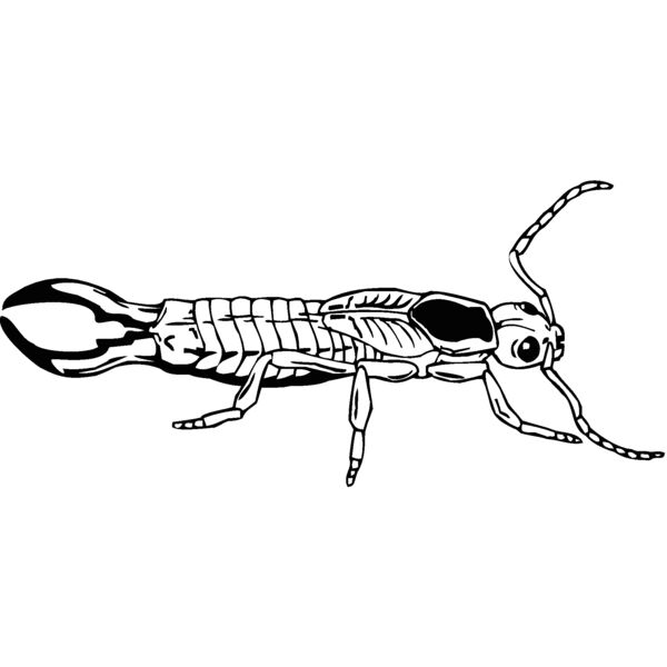 earwig Thumbnail