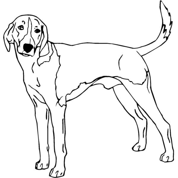 american foxhound Thumbnail