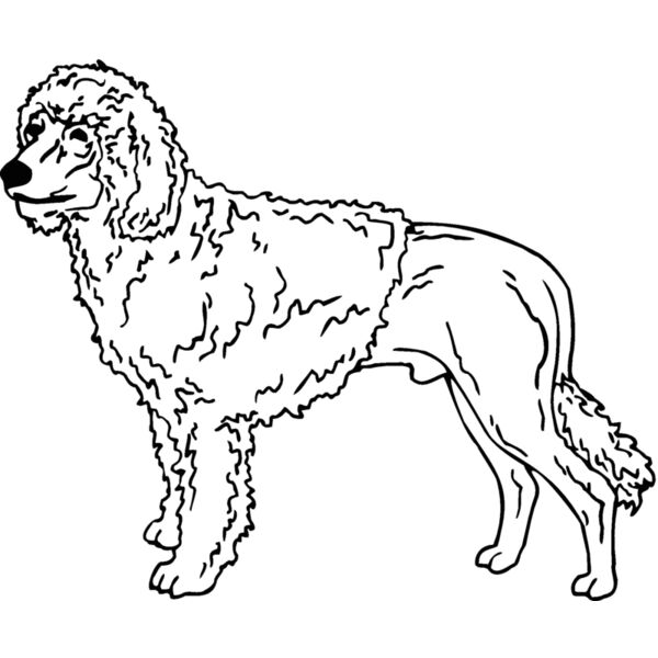 portuguese water dog Thumbnail
