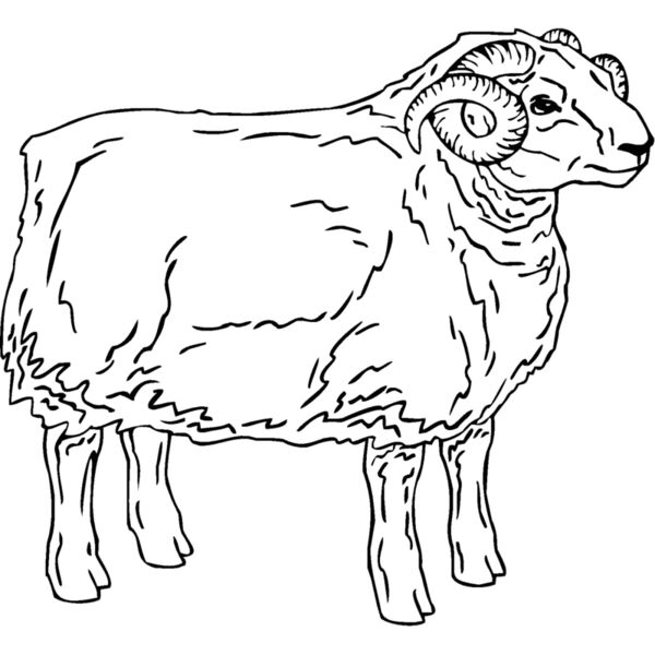 sheep5 Thumbnail