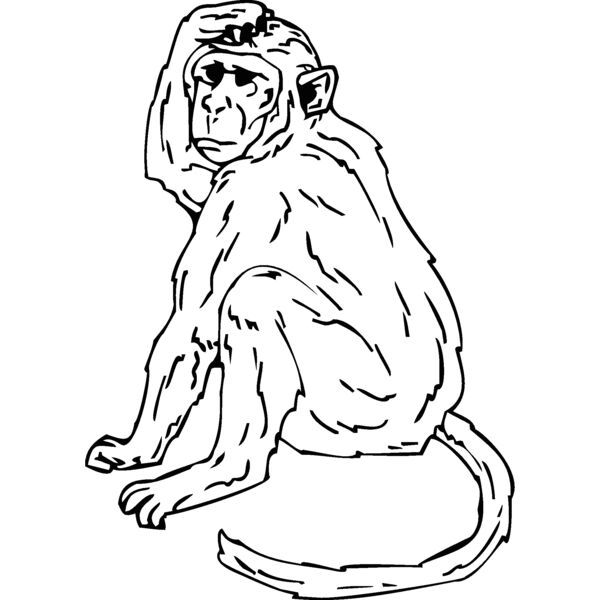 rhesusmonkey Thumbnail