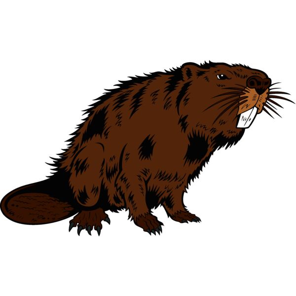 beaver14 Thumbnail